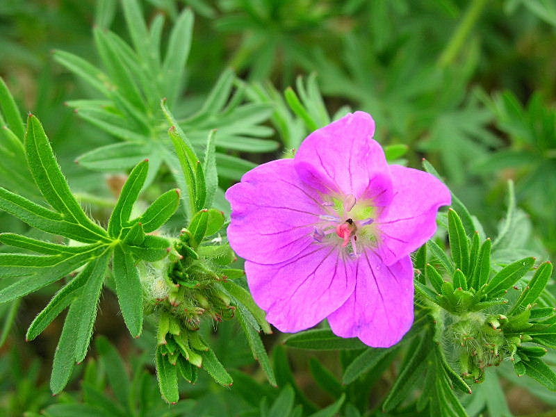 Geranium sanguineum / Geranio sanguigno